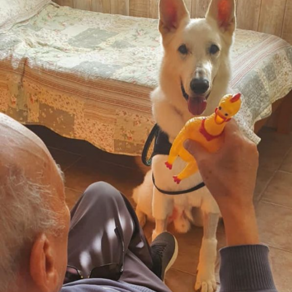Senhor idoso mostrando um brinquedo para um cão